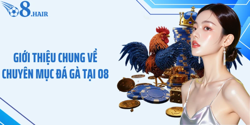 Giới thiệu chung về chuyên mục đá gà tại O8